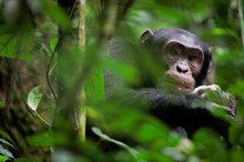 Wild Chimpanzee   Portrait