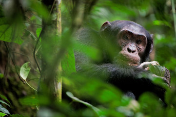 Wall Mural - wild chimpanzee portrait