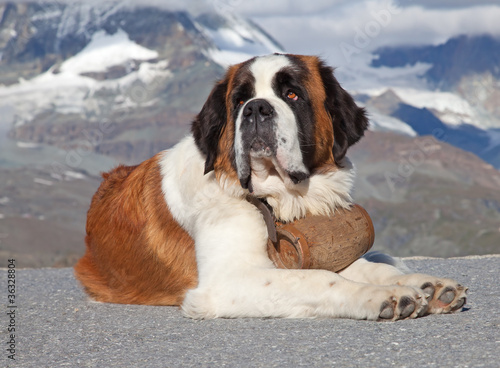 Nowoczesny obraz na płótnie St. Bernard Dog