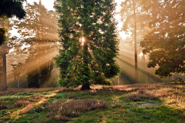 Wall Mural - Inspirational dawn sun burst through trees in forest Autumn Fall