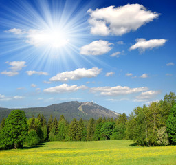 Wall Mural - spring landscape in the bavarian forest national park - germany