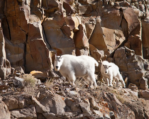 mountain goats