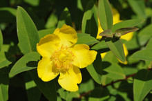 Big Yellow Hypericum With Green Leafs