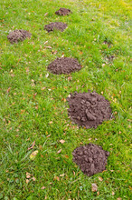 Molehills On Grass In Autumn Garden