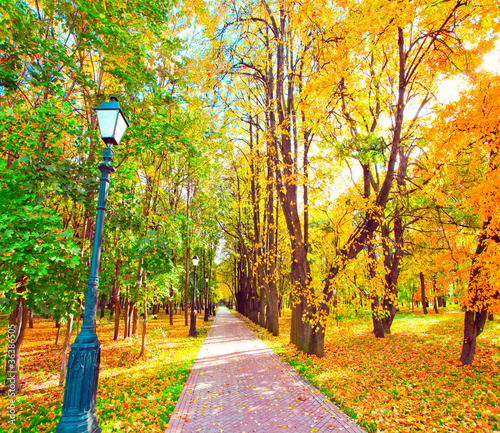 Board z aluminiowym obramowaniem Piękny kolorowy park jesienią w słoneczny dzień