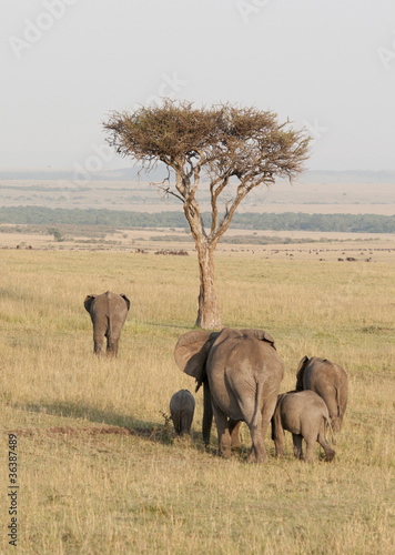 Tapeta ścienna Stado słonia w masai mara, Kenia