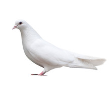 White Dove Sits Isolated