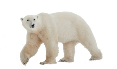polar bear