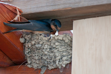 Black bird building nest