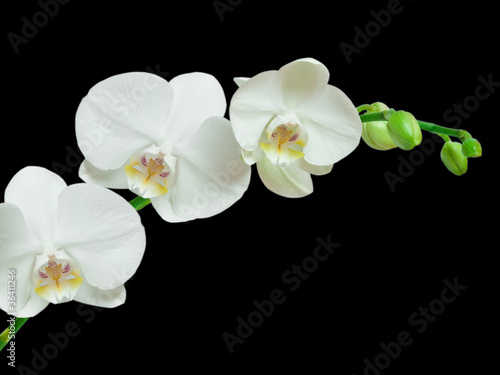 Tapeta ścienna Biała orchidea na czarnym tle