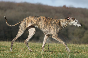 démarche du galgo de profil