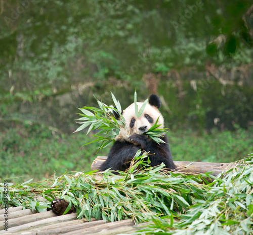 Board z aluminiowym obramowaniem Gigantyczna panda jedząca bambus