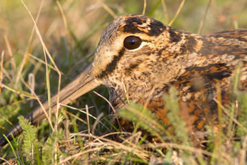 Wall Mural - Eurasian Woodcock Scolopax rusticola