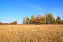 Yellow Copse On Autumn Field