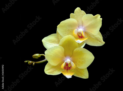 Tapeta ścienna Żółta orchidea na czarnym tle