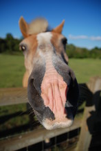 Horse With A Big Nose