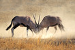 Fighting Gemsbok antelopes