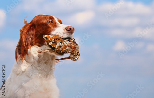 Fotografia, Obraz hunting dog holding in teeth a woodcock, outdoors