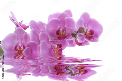 Tapeta ścienna Różowa orchidea na białym tle