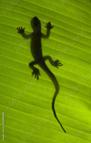Naklejka samoprzylepna Sylwetka jaszczurki gecko na zielonym liściu