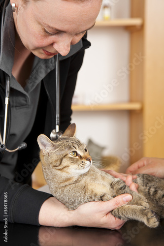 Katze Beim Tierarzt Kaufen