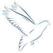 Taube blau auf weißem Hintergrund Vogel