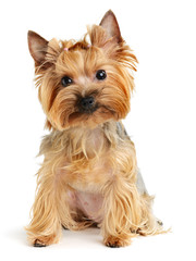 Wall Mural - yorkshire terrier