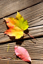 Maple Leaf On Wood