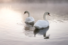 Pair Of Mute Swans (Cygnus Olor) Looking Away From Each Other