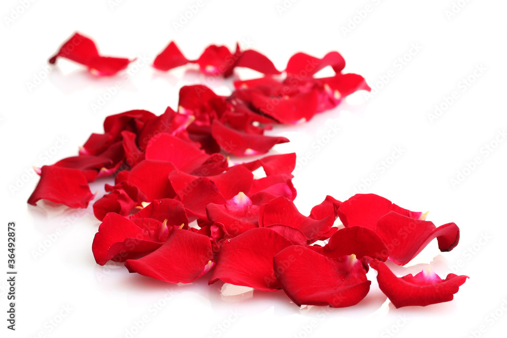 beautiful petals of red roses isolated on white