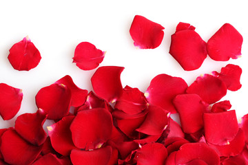 Poster - beautiful petals of red roses isolated on white