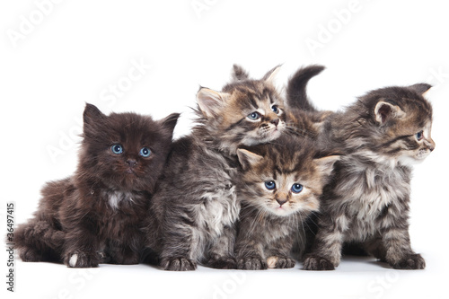 Naklejka ścienna Siberian kitten on white background