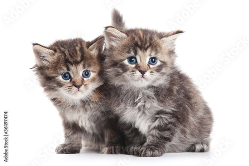 syberyjskie-male-kotki