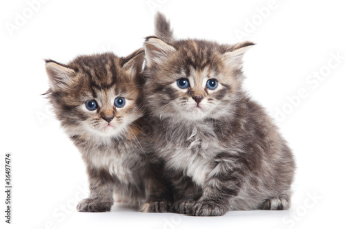 Naklejka ścienna Siberian kitten on white background