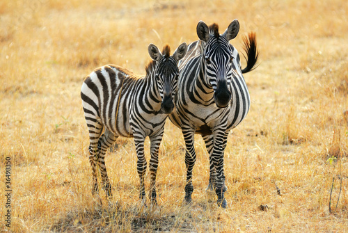Obraz na płótnie canvas Zebra ze źrebięciem