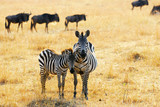 Fototapeta Sawanna - Zebra with foal