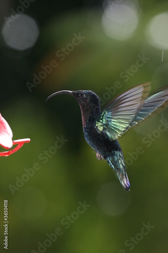Fotoboard na płycie Hummingbird antilles