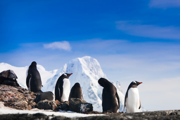 Wall Mural - penguins in antarctica