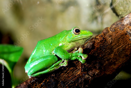 Plakat na papierze fotorealistycznym Zielona żaba w terrarium
