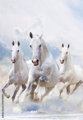 Naklejka dekoracyjna white horses in dust