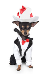 Wall Mural - Toy terrier in a tuxedo and hat on a white background