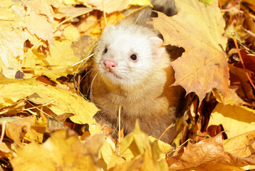 Canvas Print - Ferret in yellow autumn leaves