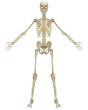 © Randall Reed - Human Skeleton Anatomy Front View