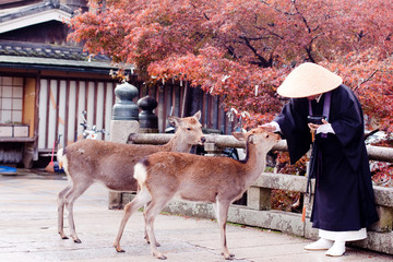 buddhist monk and two deers