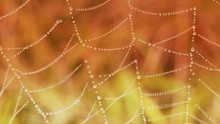 Close-up Of  Dew Water Droplets On Spider Web