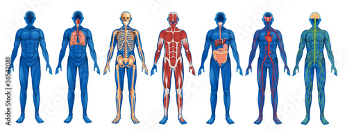 Human Body Systems Fototapet