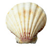 seashel sea life marine