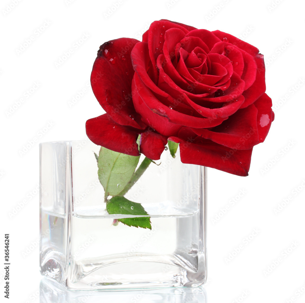 Beautiful red rose in transparent vase isolated on  white