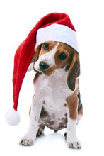 Beagle Puppy In Santa Red Hat