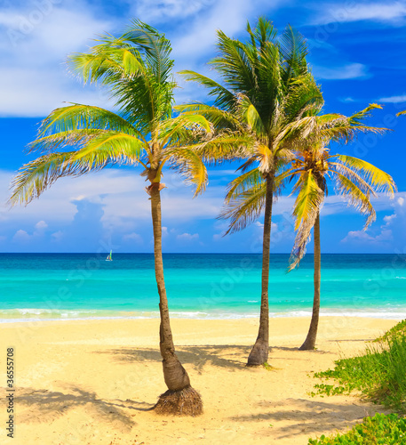 Plakat na papierze fotorealistycznym Palmy kokosowe w pięknej plaży varadero na Kubie